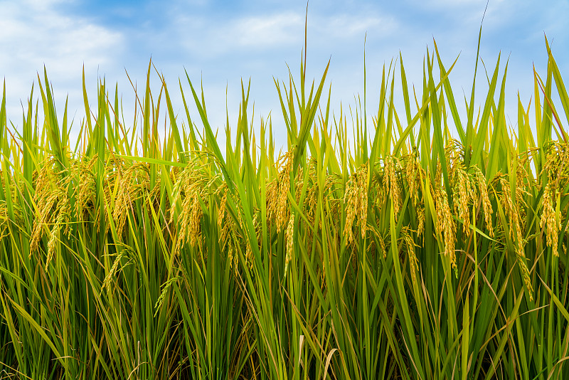 稻谷素菜(稻谷做什么食物)