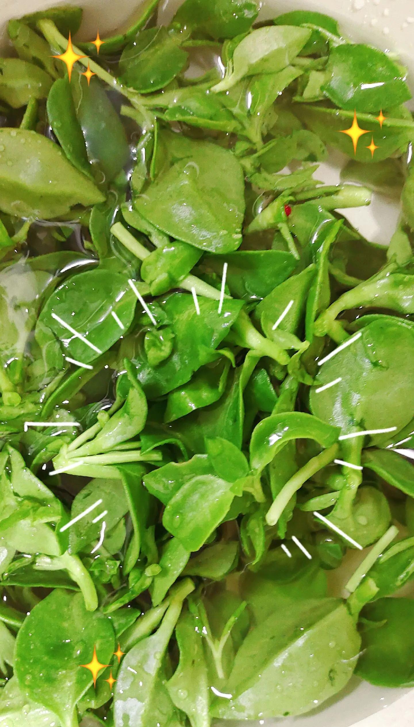 田七凉菜的做法(田七凉菜的做法和配料)