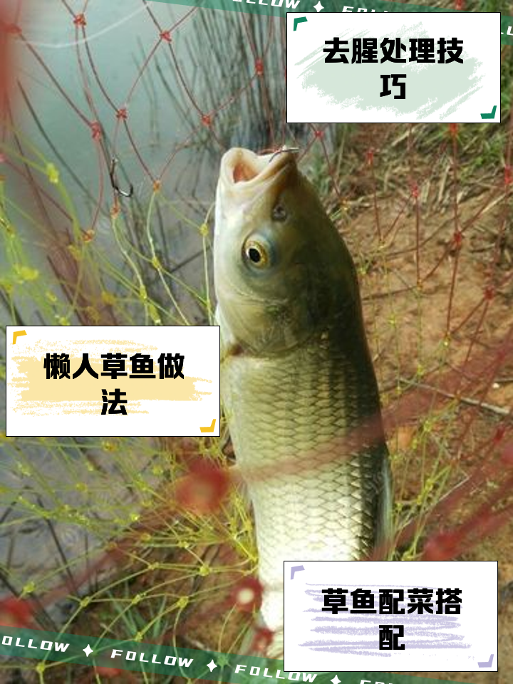 草鲫鱼的做法大全家常(草鲫鱼的做法大全家常菜)