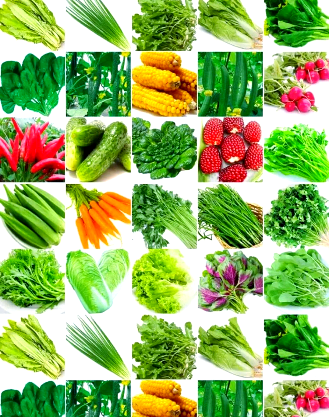 素菜品种大全(素菜品种大全图解)