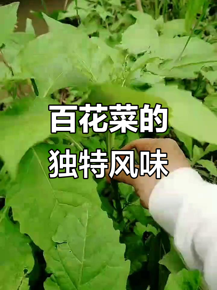 广西特色蔬菜图片(广西特色农产品一览表)