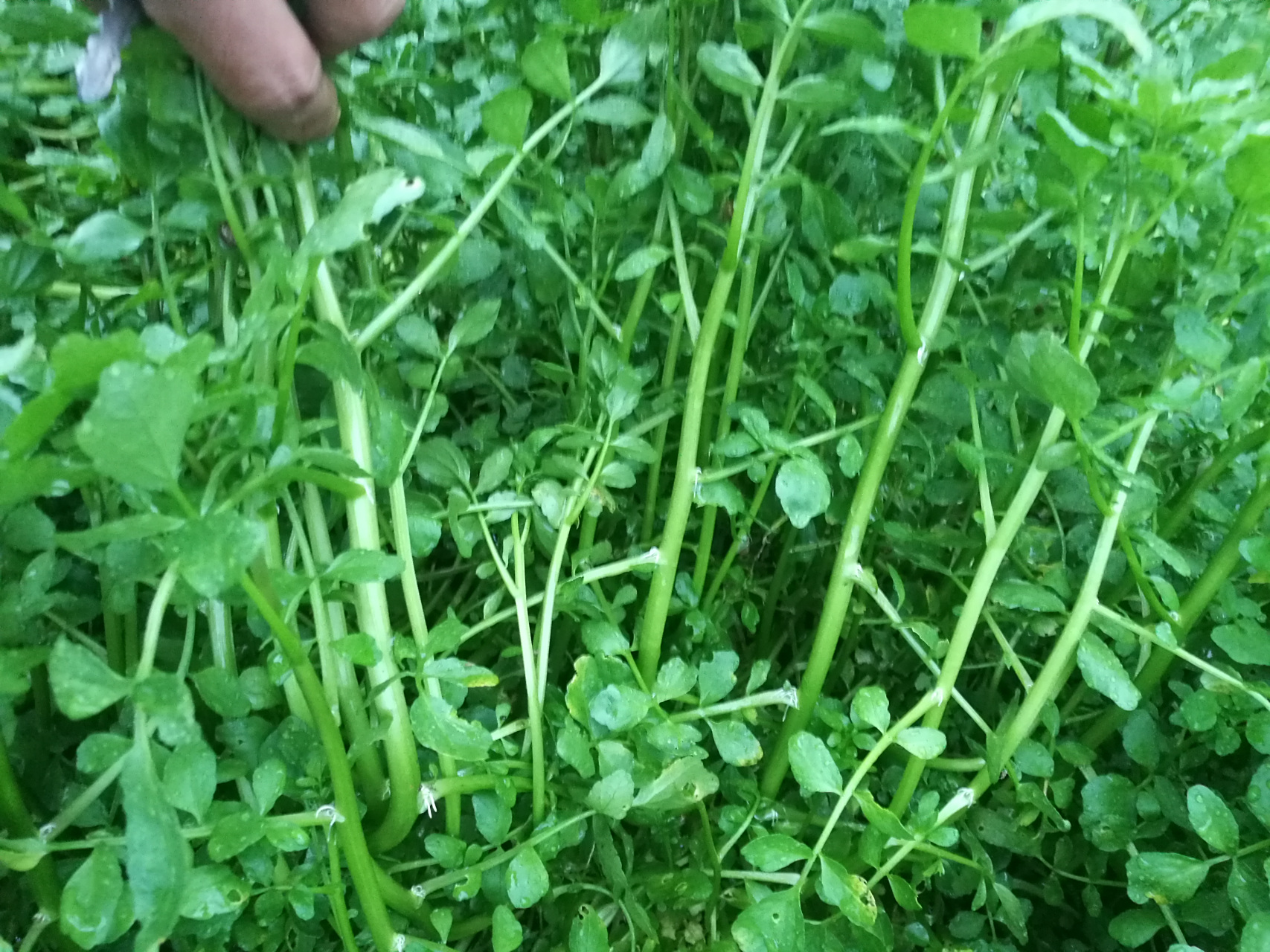 西凉菜图片(凉拌西蓝菜做法大全) 西凉菜图片(凉拌西蓝菜做法大全)