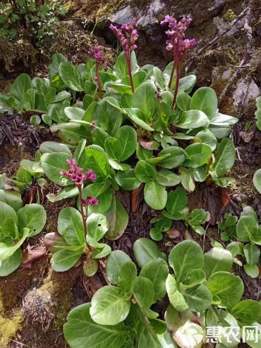岩葱山中特色野菜(岩葱山中特色野菜是什么)