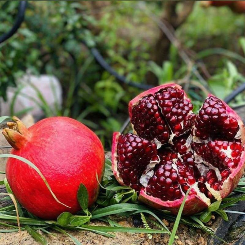 新疆八大特色水果(新疆八大特色水果排名)