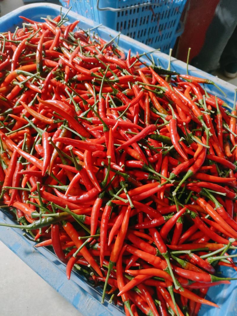 海南特色辣椒(海南特色辣椒酱有哪些)