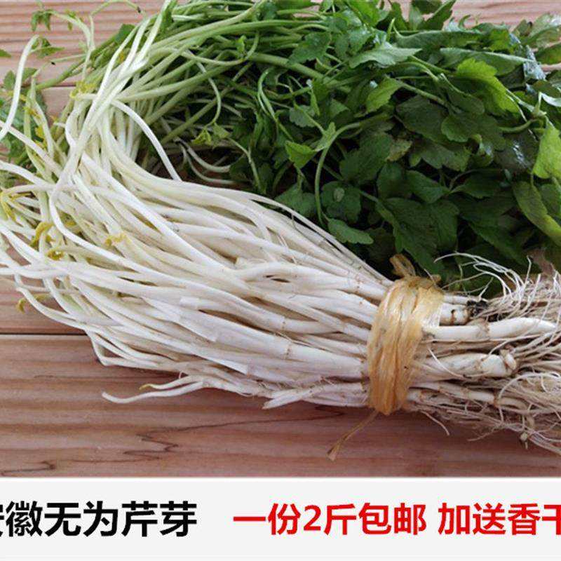 芹芽的特色蔬菜(芹芽菜的功效与作用) 芹芽的特色蔬菜(芹芽菜的功效与作用)