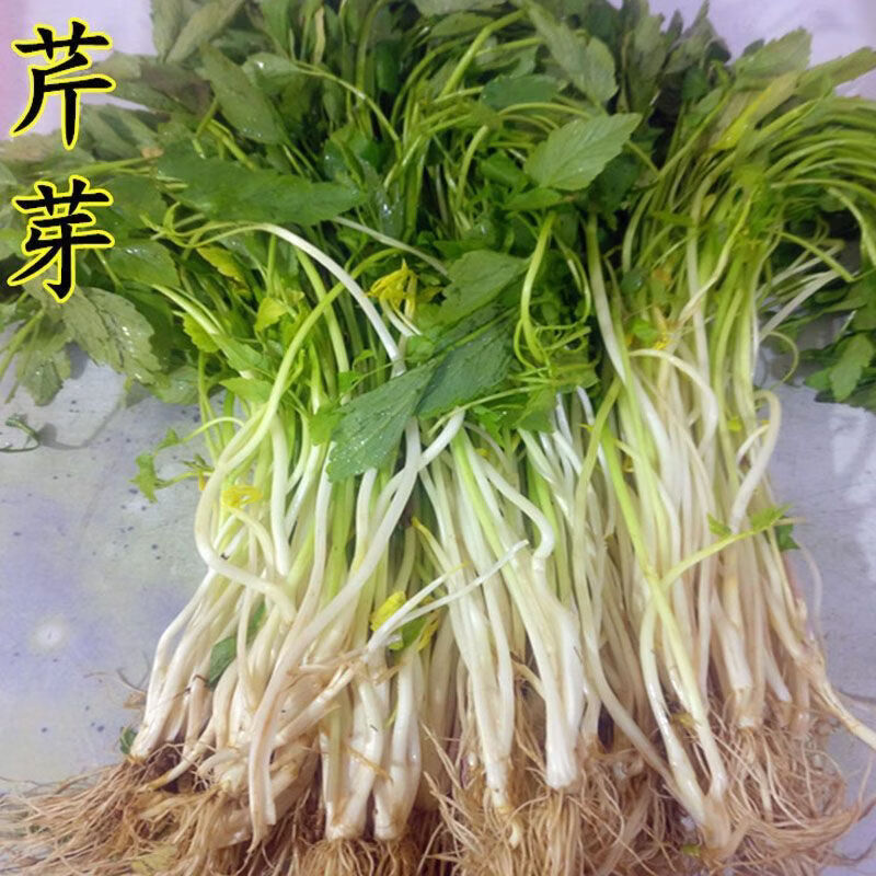 芹芽的特色蔬菜(芹芽菜的功效与作用) 芹芽的特色蔬菜(芹芽菜的功效与作用)
