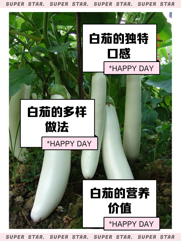 白茄子的家常做法(白茄子怎么做好吃法) 白茄子的家常做法(白茄子怎么做好吃法)