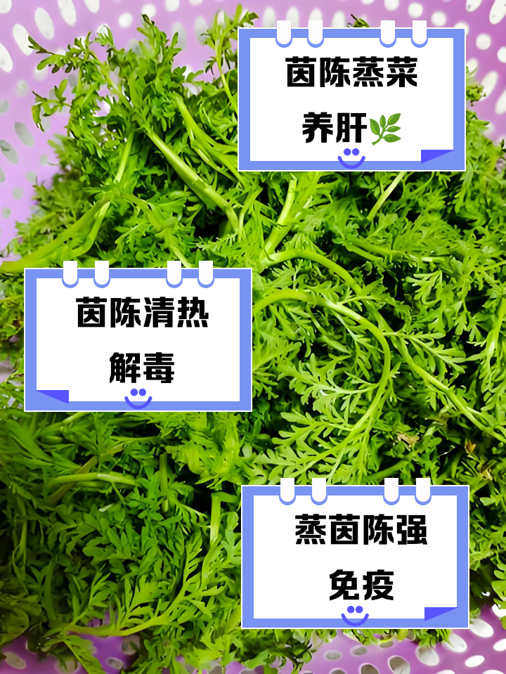 白蒿的家常做法(白蒿的做法和功效)