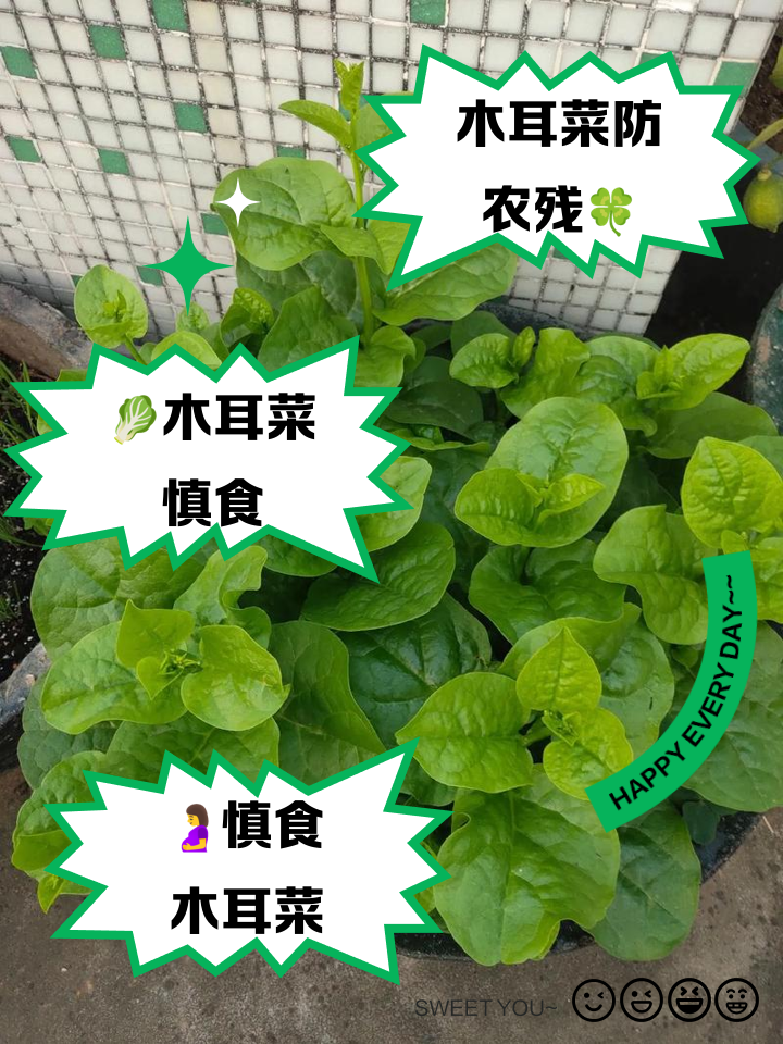 银耳是素菜吗(银耳是蔬菜吗?)
