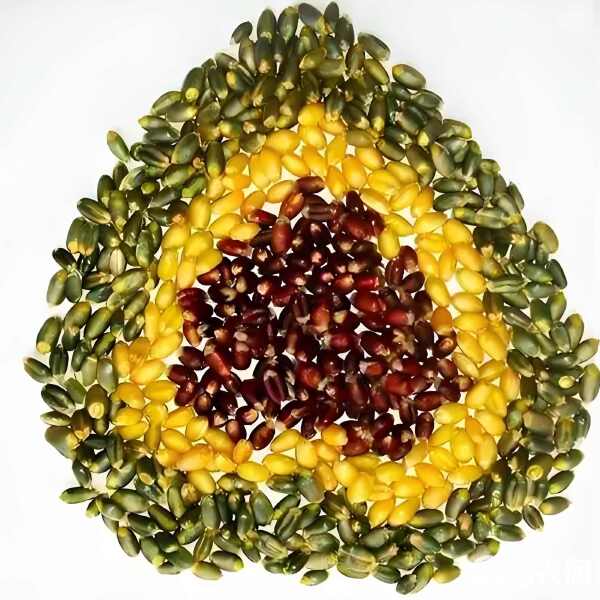 特色小麦(小麦主要特色)