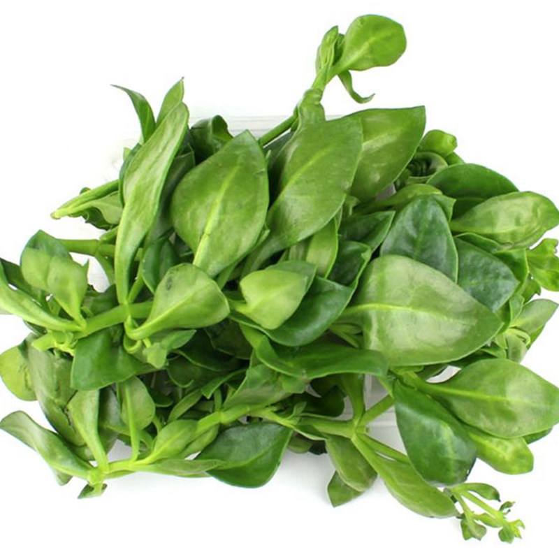 健康素菜田七(养生田七菜的做法) 健康素菜田七(养生田七菜的做法)