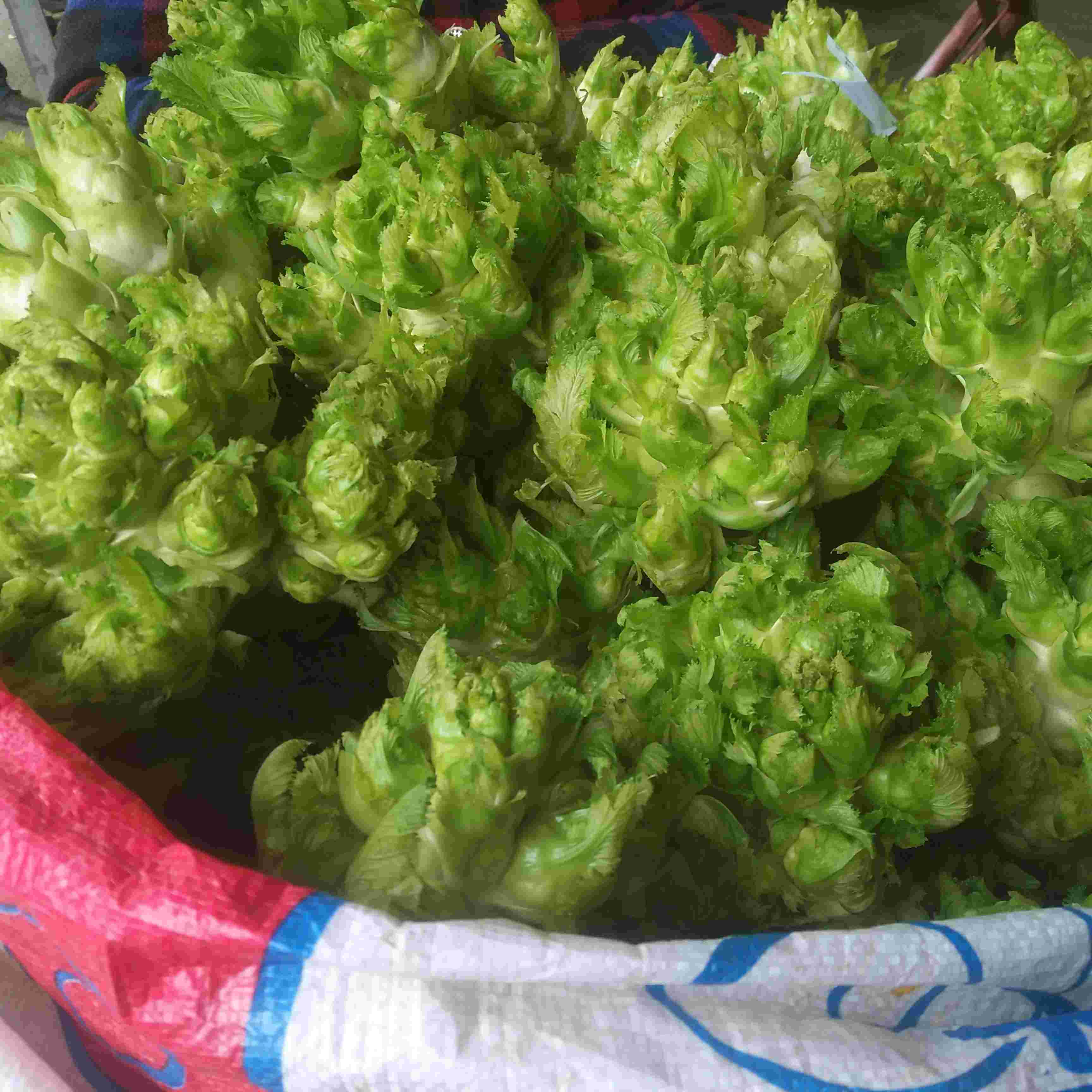 素菜中的耳菜(耳菜有什么营养)