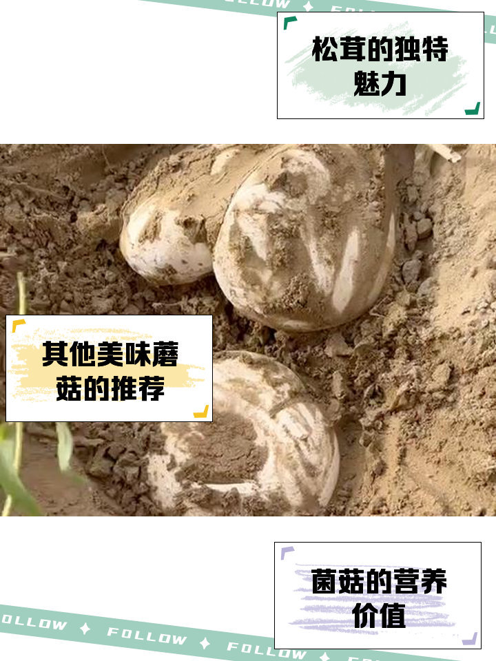 蘑菇属于素菜吗(蘑菇属于素菜吗还是荤菜)