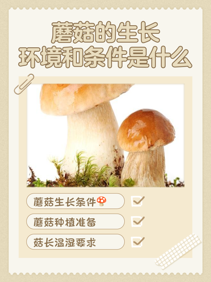 蘑菇属于素菜吗(蘑菇属于素菜吗还是荤菜)