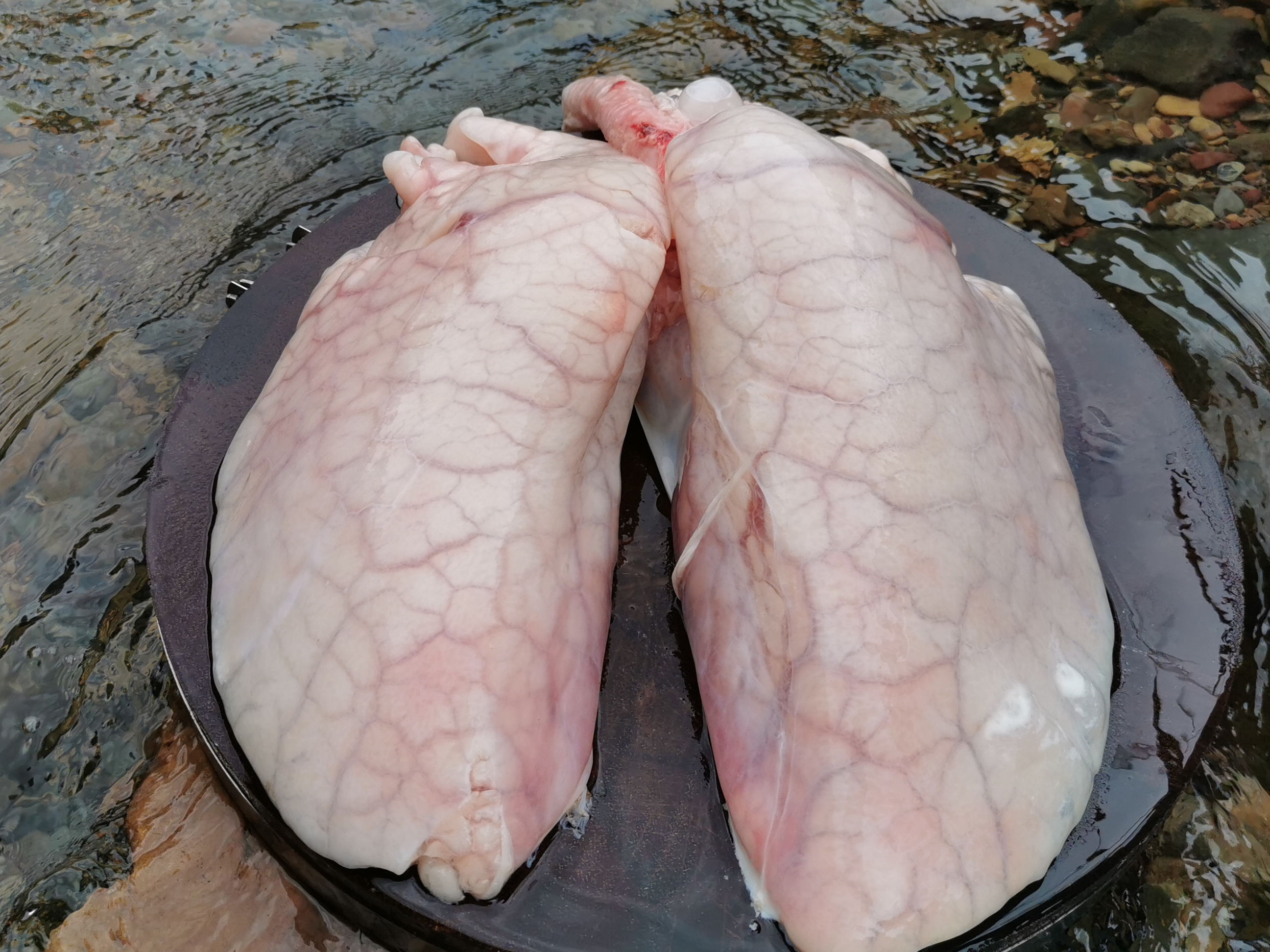 猪肺家常做法(猪肺简单好吃的做法)