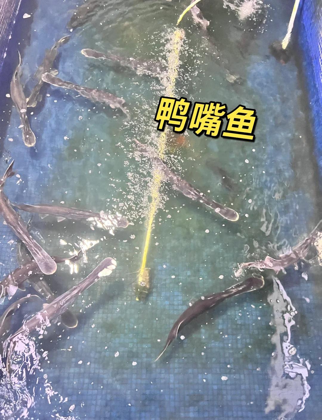 鸭嘴鱼特色做法图解(鸭嘴鱼的家常做法窍门)