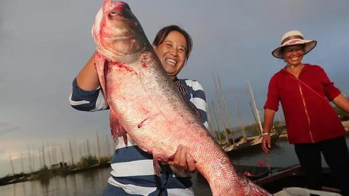 云南特色鱼(云南出名的鱼)