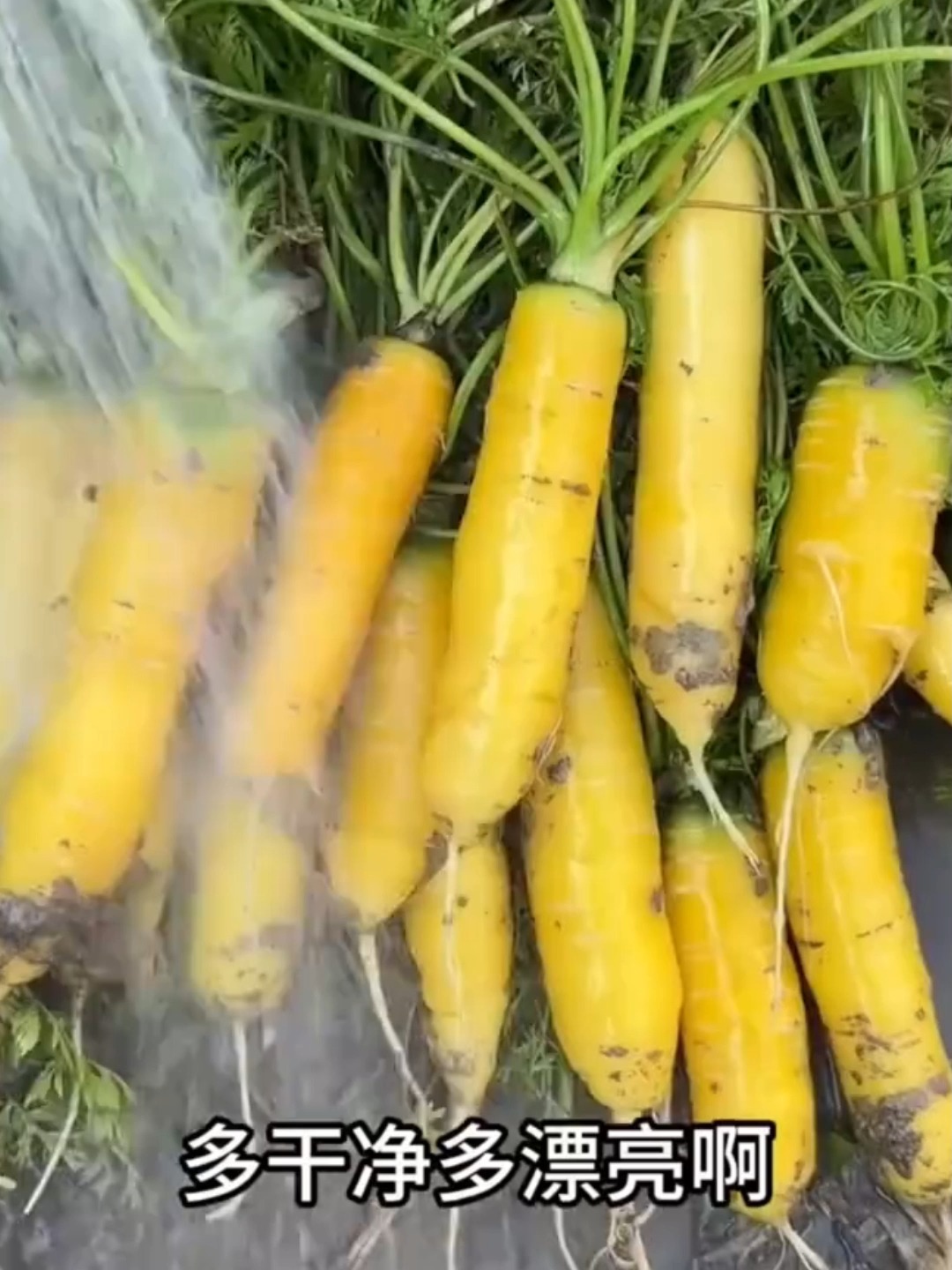 黄胡萝卜凉菜(黄胡萝卜丝凉拌的做法) 黄胡萝卜凉菜(黄胡萝卜丝凉拌的做法)