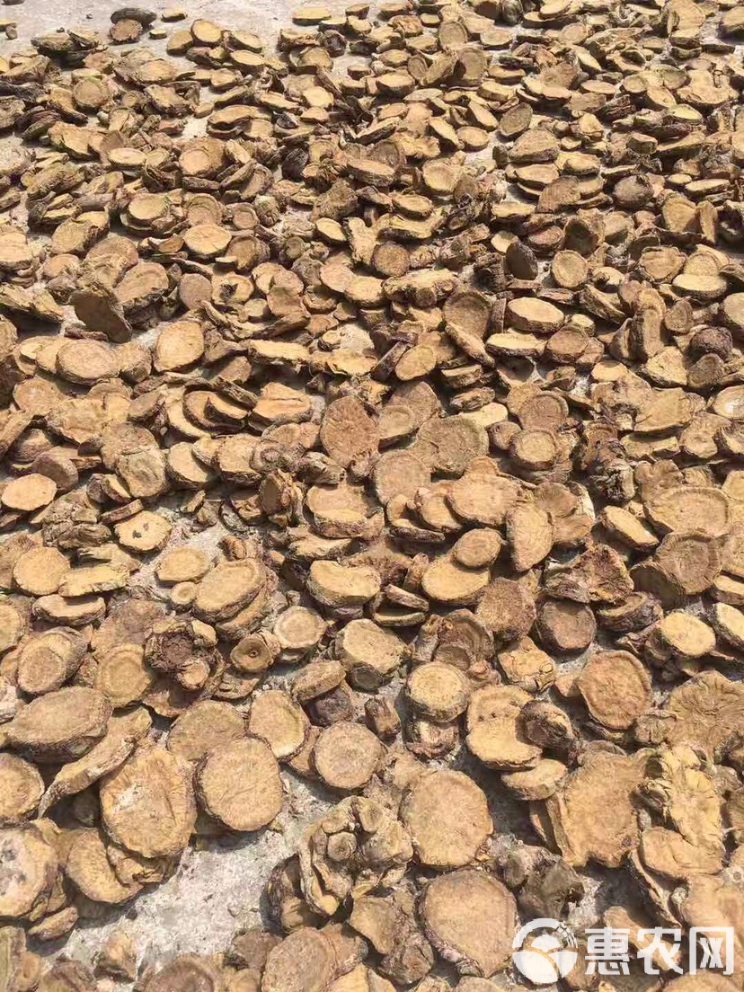 凉菜山大黄(山大黄的叶子可以吃吗)