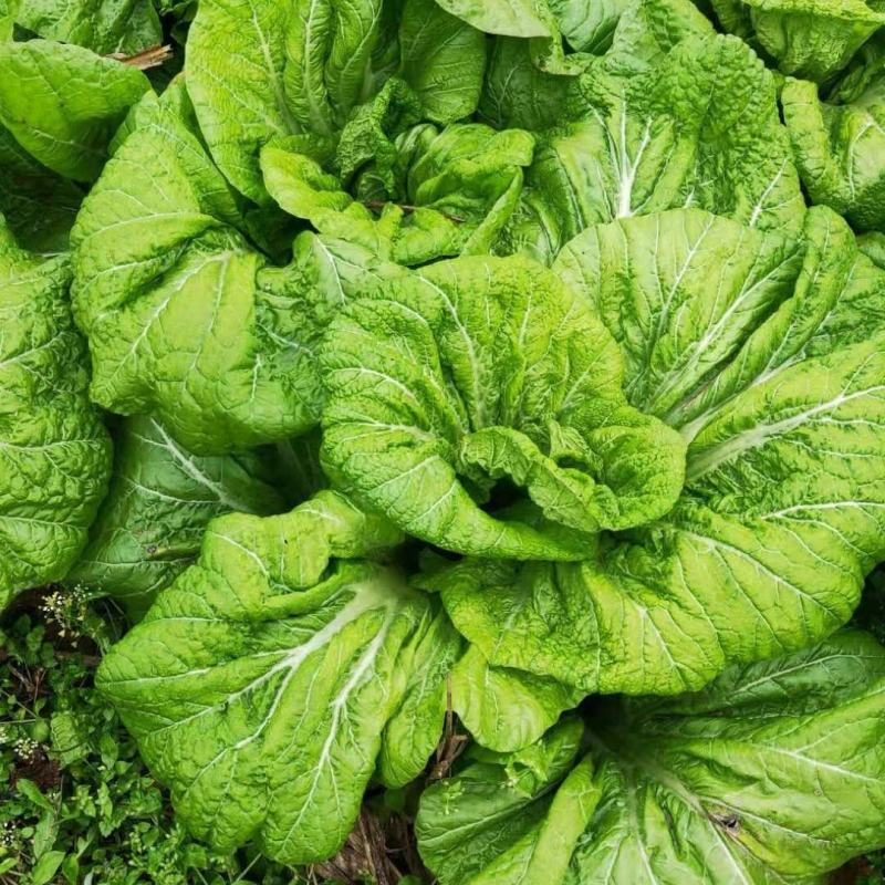 四川特色青菜(四川特色青菜图片大全)