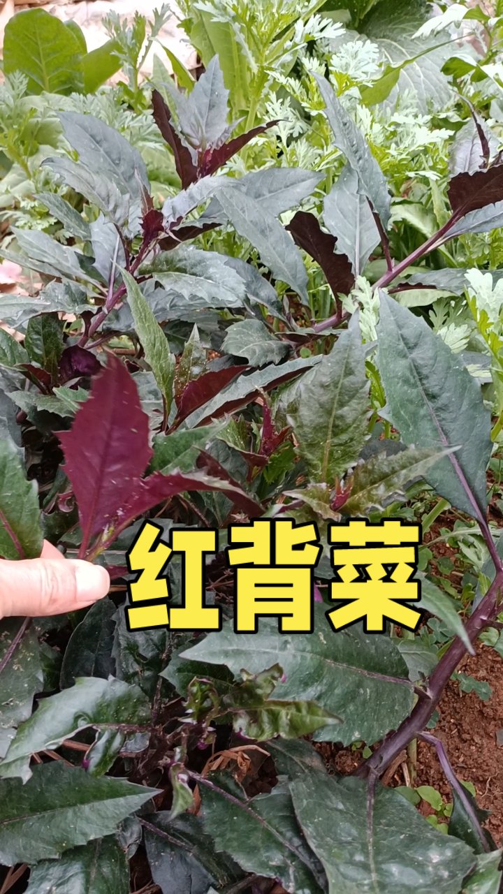 家常补血菜(家常补血菜做法大全)