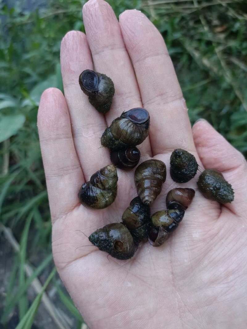 用素菜做的螺蛳(用素菜做的螺蛳粉)