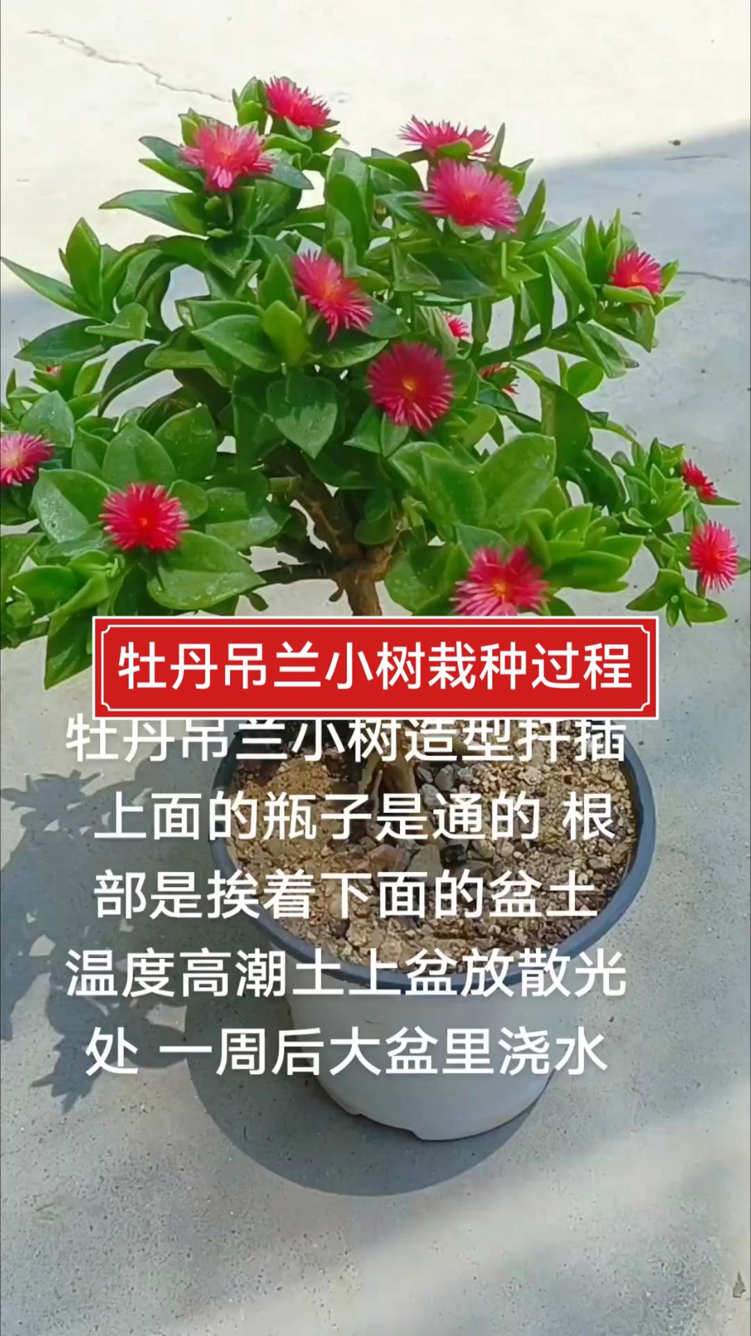 牡丹吊兰怎么拌凉菜(牡丹吊兰怎么拌凉菜好吃)