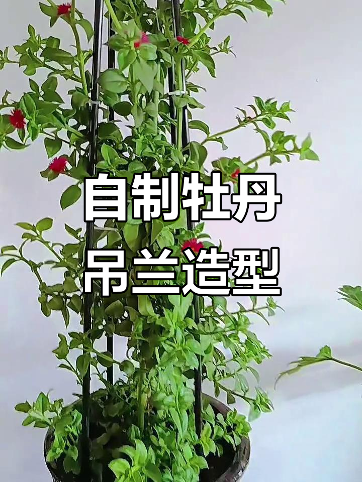 牡丹吊兰怎么拌凉菜(牡丹吊兰怎么拌凉菜好吃)
