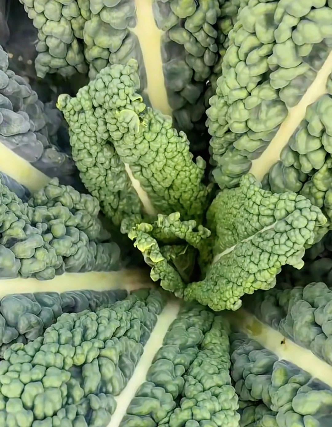 酒席素菜带叶(酒席素菜带叶子的菜)