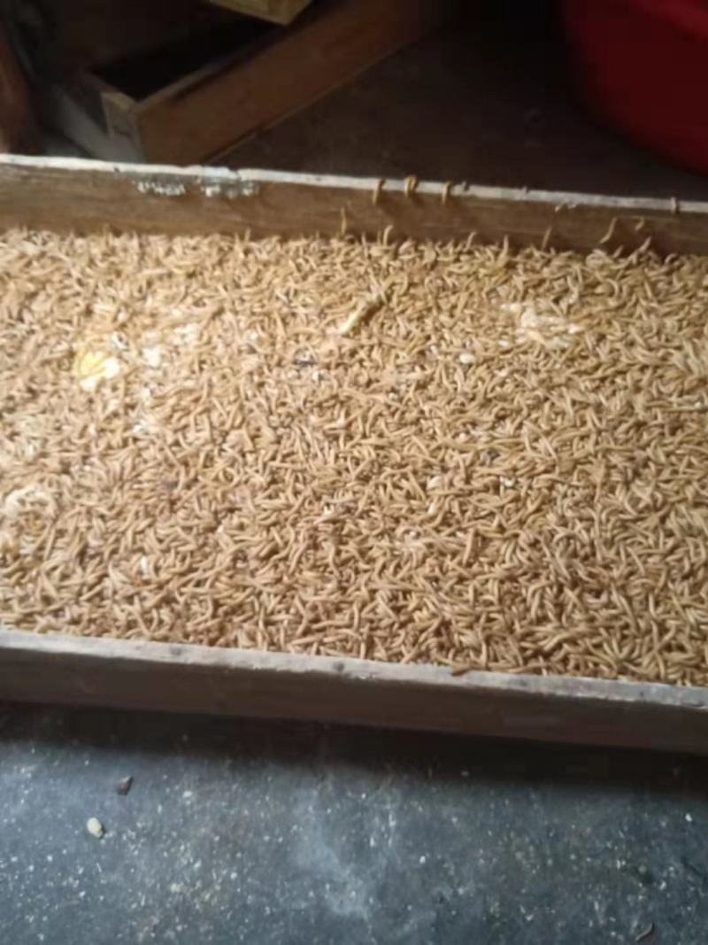 小吃粉虫(粉虫怎么吃)