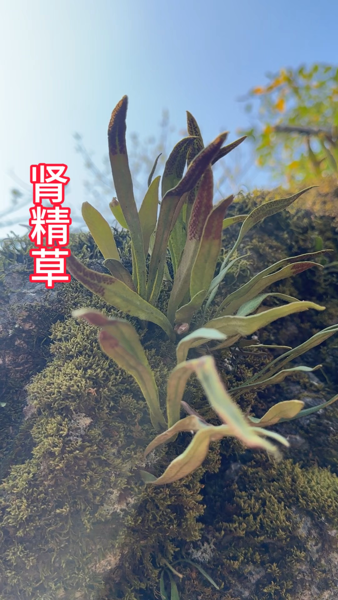 固精素菜(固精食物有哪几种)