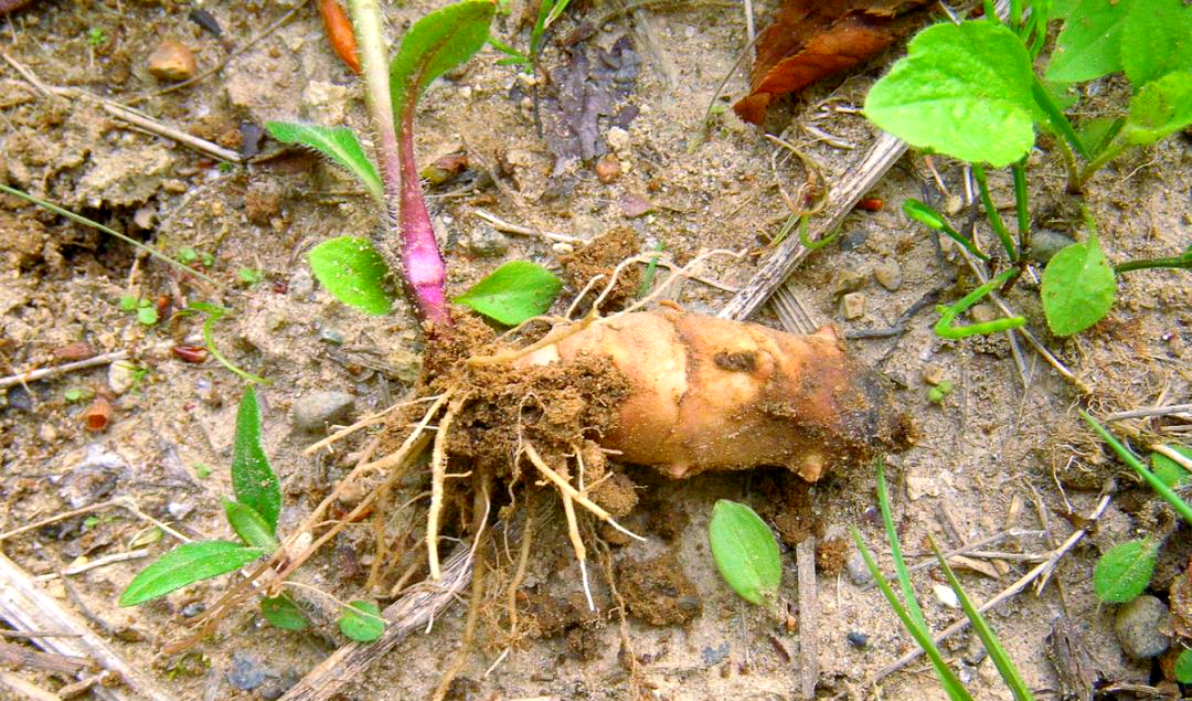 素菜可以放姜么姜(素菜可以放姜么姜炒吗)